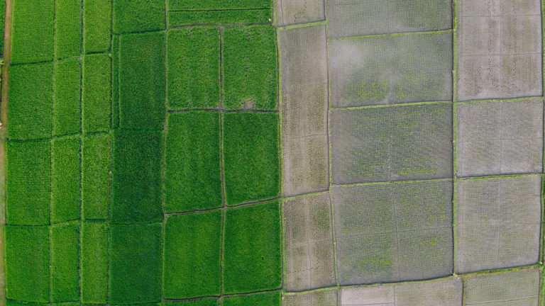 rice-fields_drone