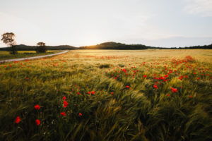 wide-poppy-field-windy-day-sunset