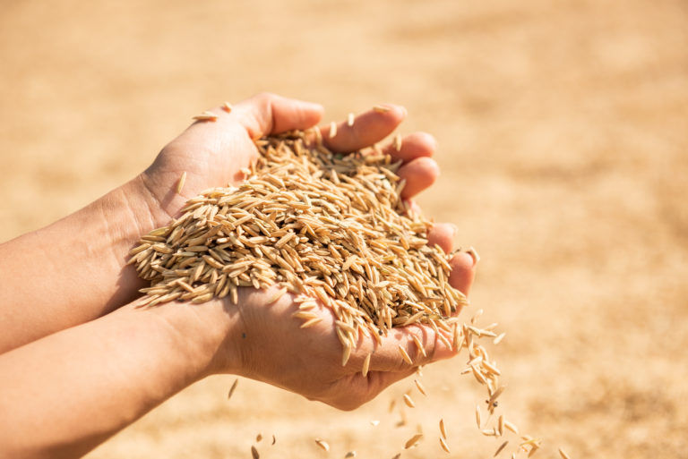 iamo-policy-brief-global-ag-markets