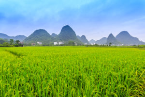 news_rural-economy-in-q1