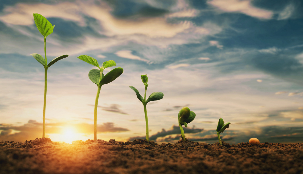 soybean-growth-farm-with-blue-sky-background-agriculture-plant-seeding-growing-step-concept