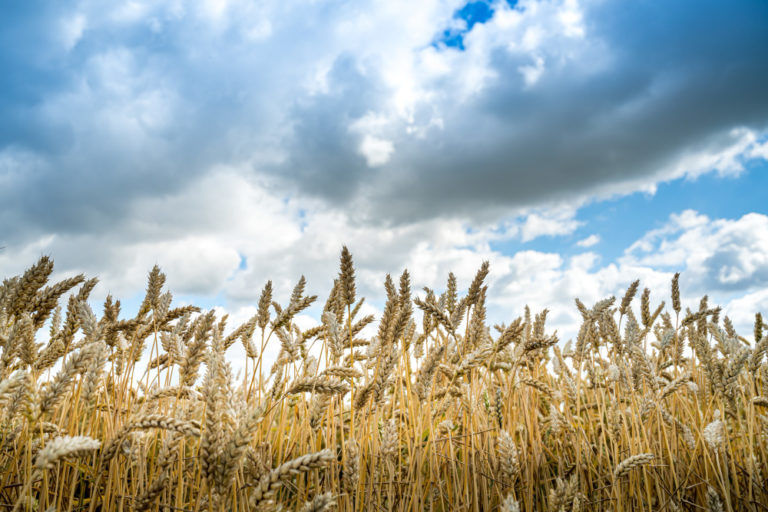low-angle-shot-barley-grains-field-cloudy-sky