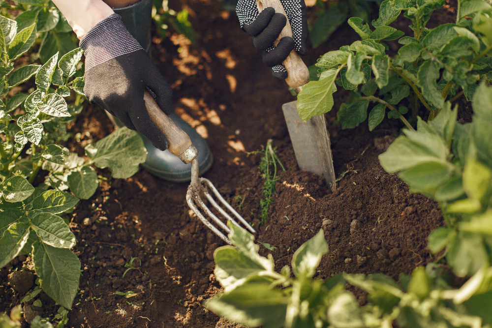 organic-farming