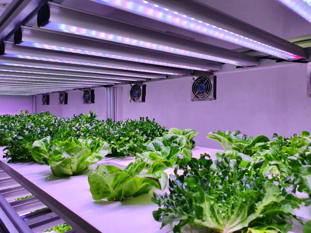 Special room equipped for growing plants in good conditions- perfect for plant growing business