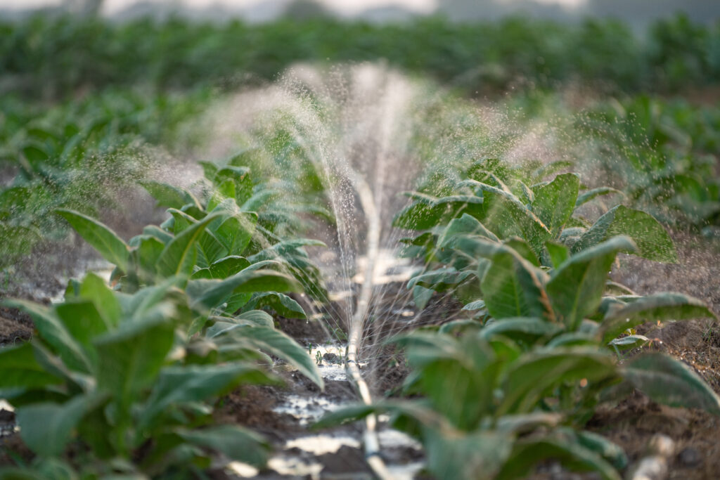 Close up of Automatic watering of growing tobacco plants in a Th