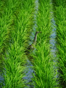 bird-in-rice-field_agroecology