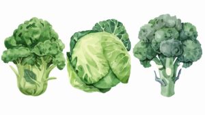 toolbox_broccoli varieties