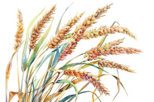 toolbox-Swabian Squarehead Wheat