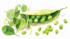 toolbox-lentils