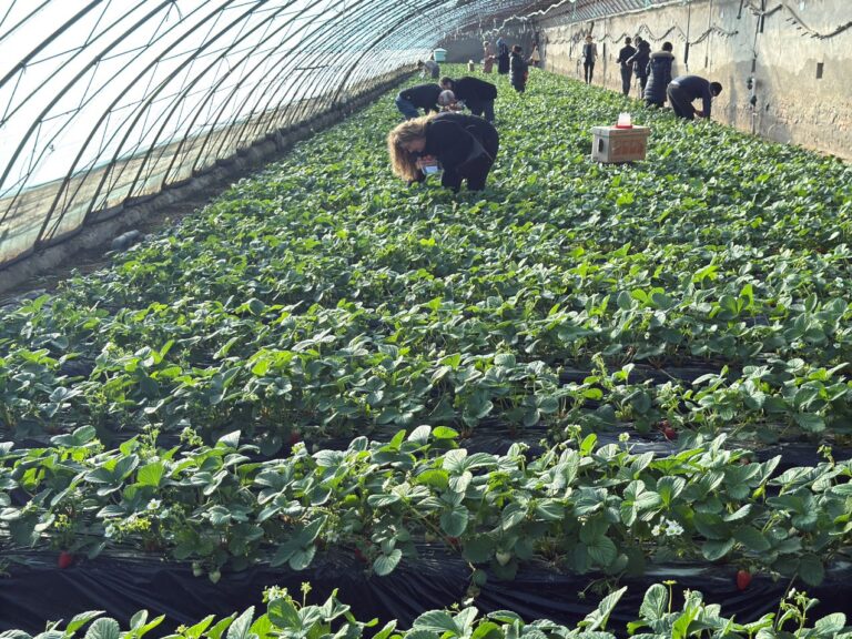 2025-01-08_strawberries@Pingren Farm