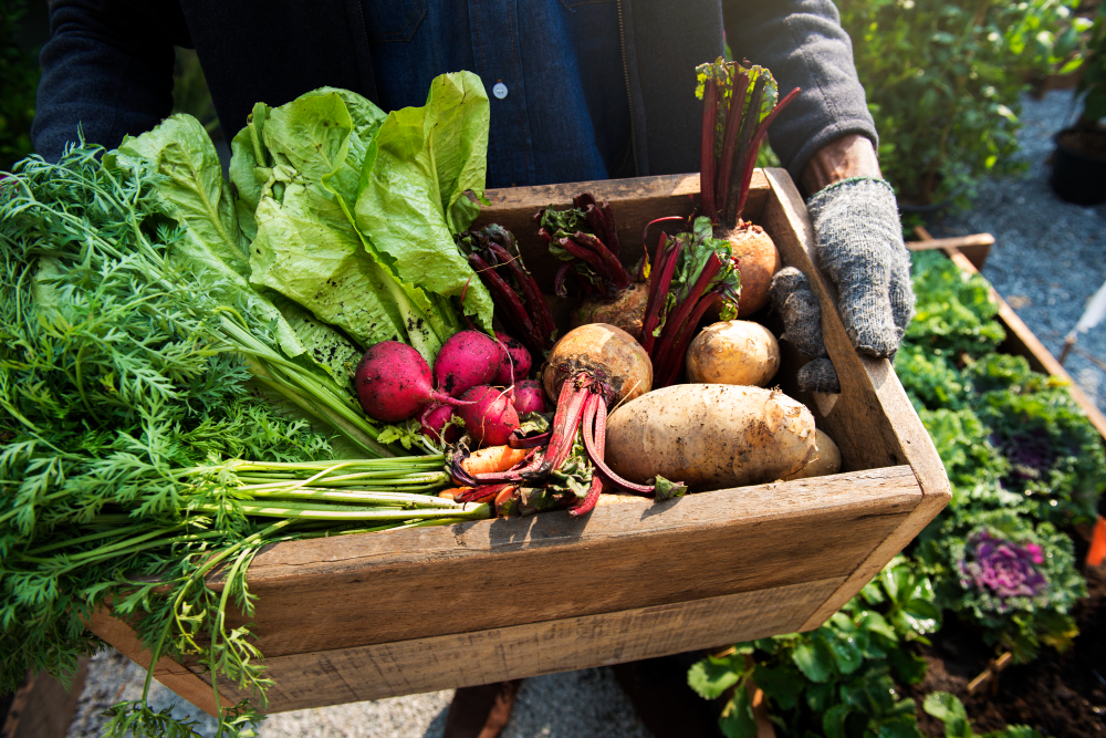 organic agriculture, vegetables