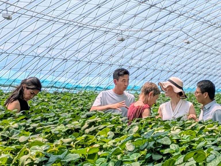 Strawberry farm combining production with agro-tourism in Shuangyang District, Changchun