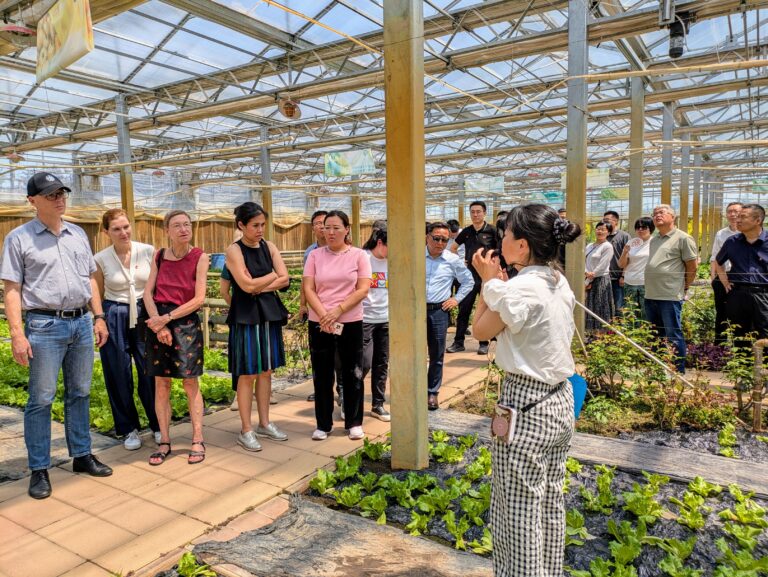 Organic vegetable production at GuoXin Agriculture