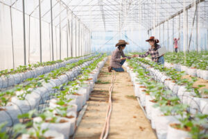 farming