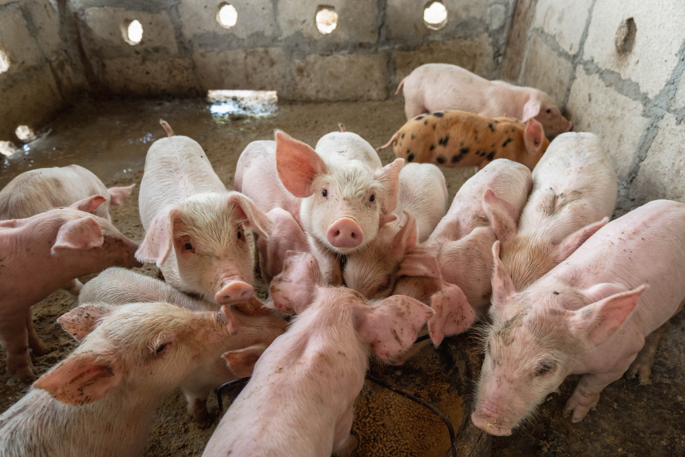 piglets-are-scrambling-eat-food-pig-farm (1)
