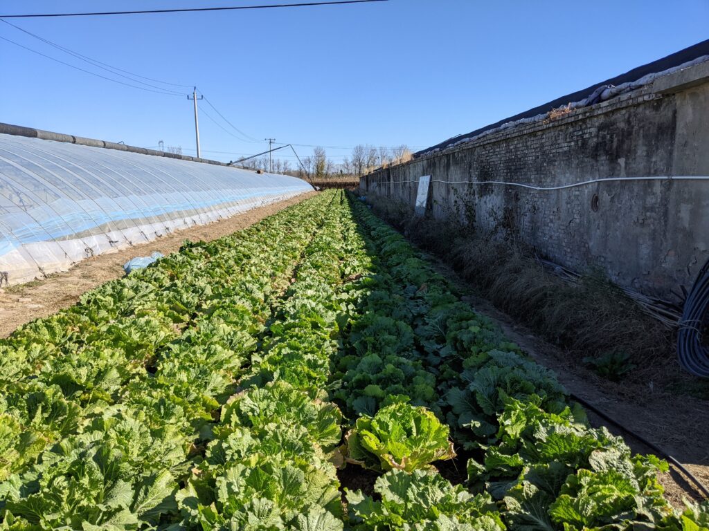 Pingren-Farm_02