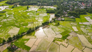 Aerial view green rice fields nature agricultural farm backgroun