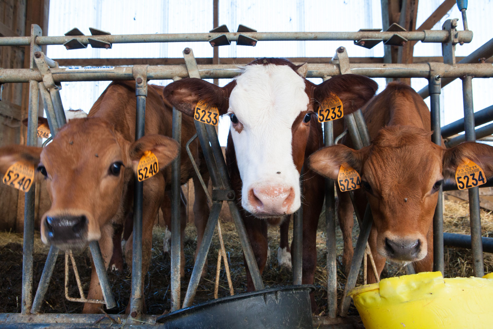 factory-milking-cows_small