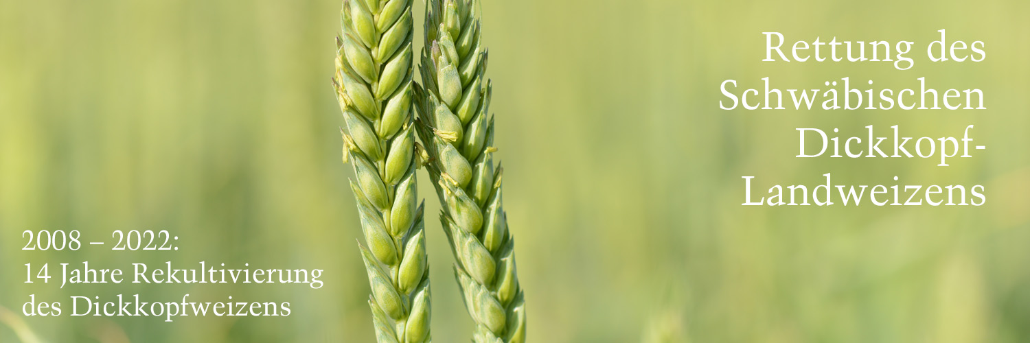 veit-regionale-projekte-dickkopfweizen-2022