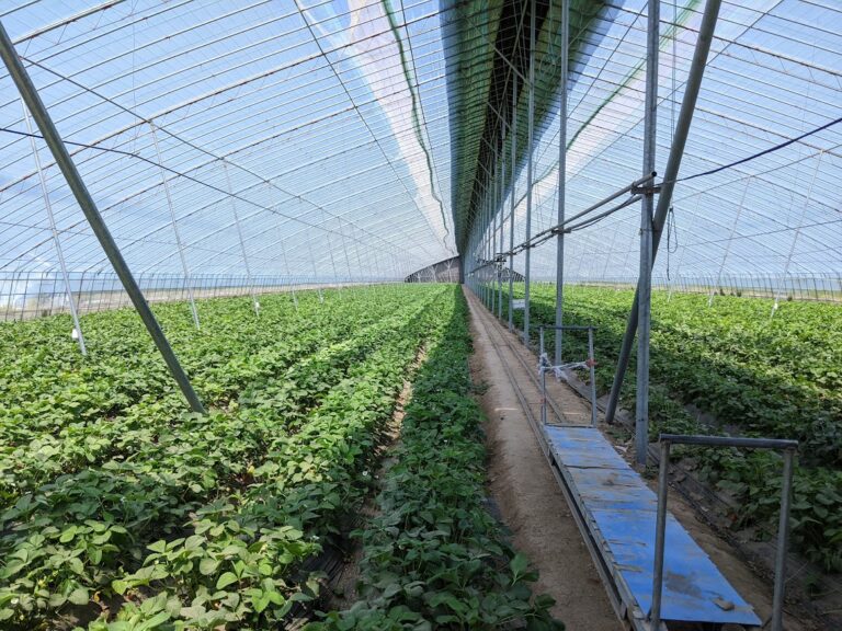 Local cooperative growing high-value crops in greenhouse in Nanzhanglou