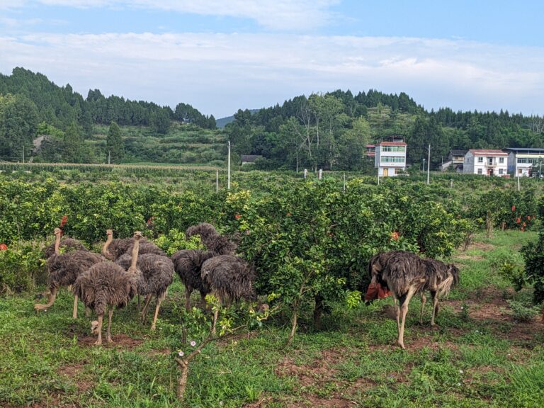 Ostriches help with weed control and provide organic fertilizer on this pomelo farm in Xichong County