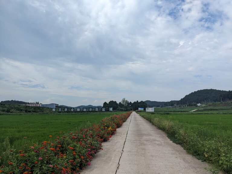A flower strip enhances functional biodiversity and shields the organic rice field from contamination from the conventional rice produced across the road