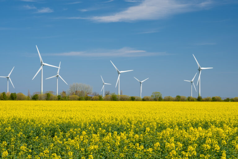 Yellow rapeseed field panorama with wind turbine or wind wheels.