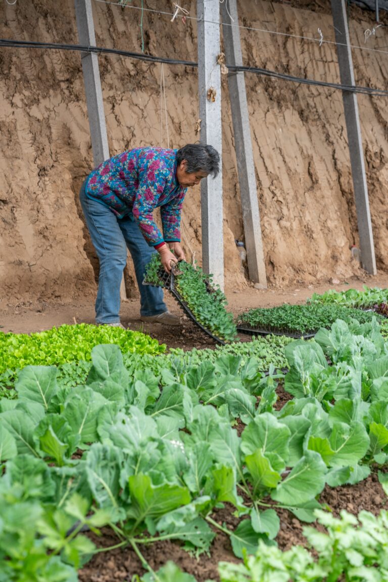 A farm worker plants seedlings