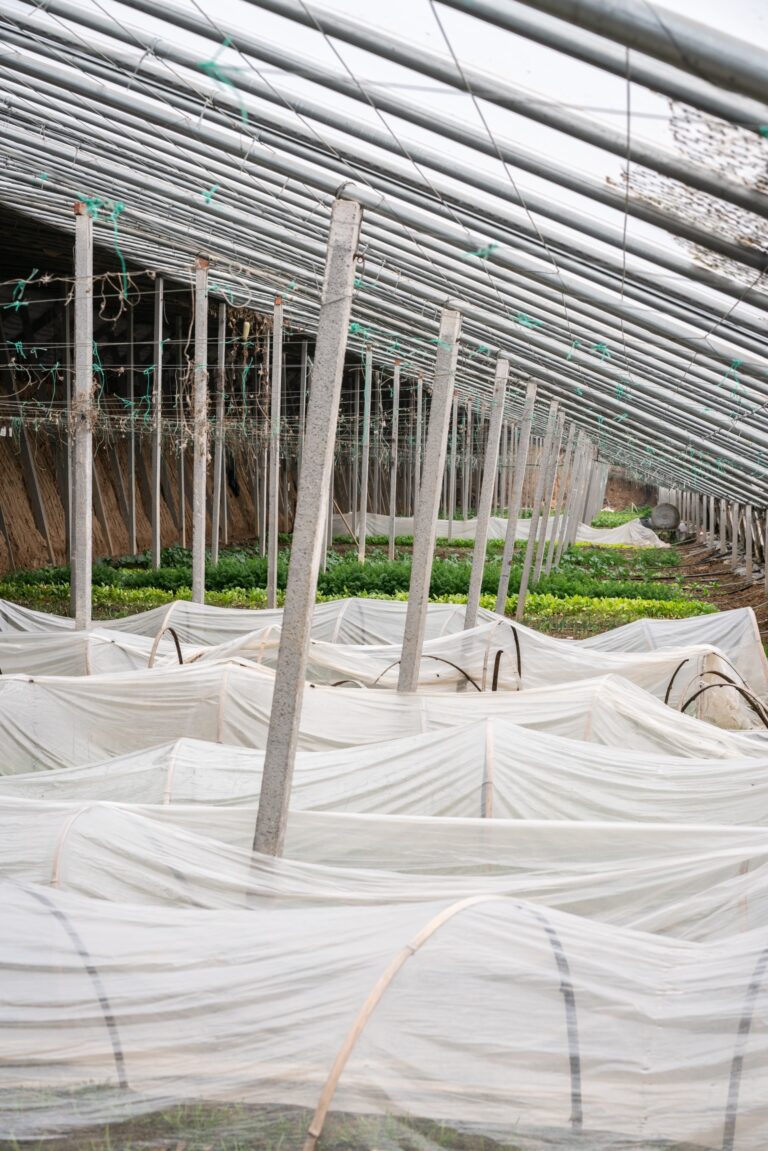 A greenhouse at Little Willow Farm