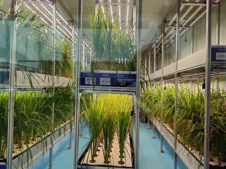Breeding accelerator to shorten growth cycles