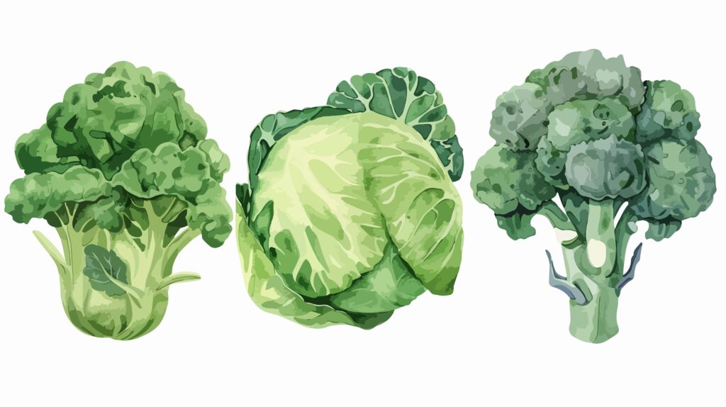 toolbox_broccoli varieties