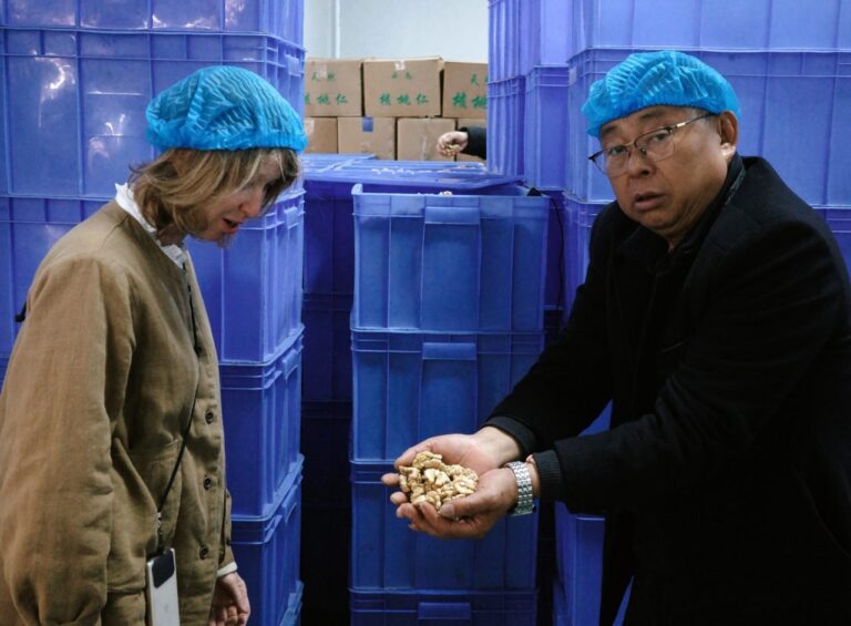 Processed walnuts ready for packaging