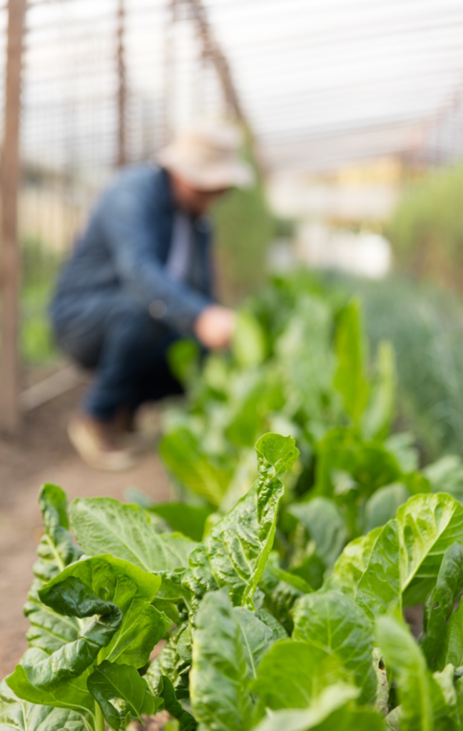 Study_Organic-farming-in-China_background