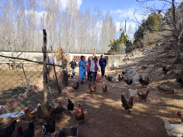 This free-range chicken farm is certified by animal welfare group Compassion in World Farming