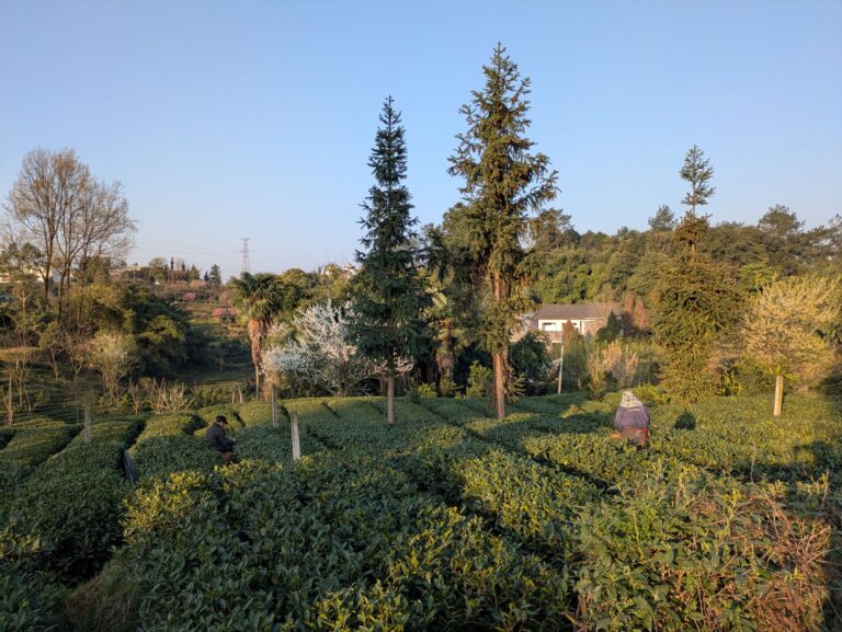 Farmers picking tree leaves in Mengdingshan, Ya'an City, south of Chengdu