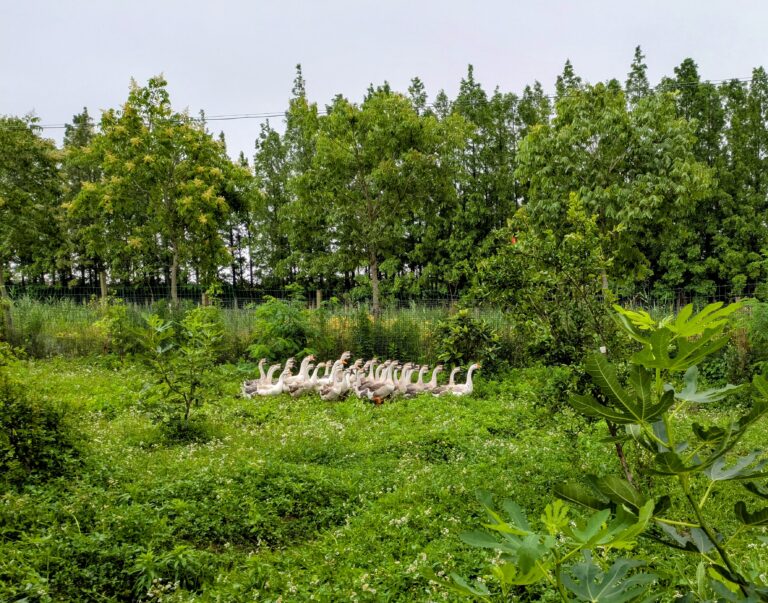 Regernative agriculture at D&D Farm on Hengsha Island