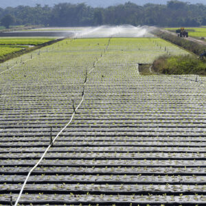 Irrigation system, in backlight, in vegetable planting